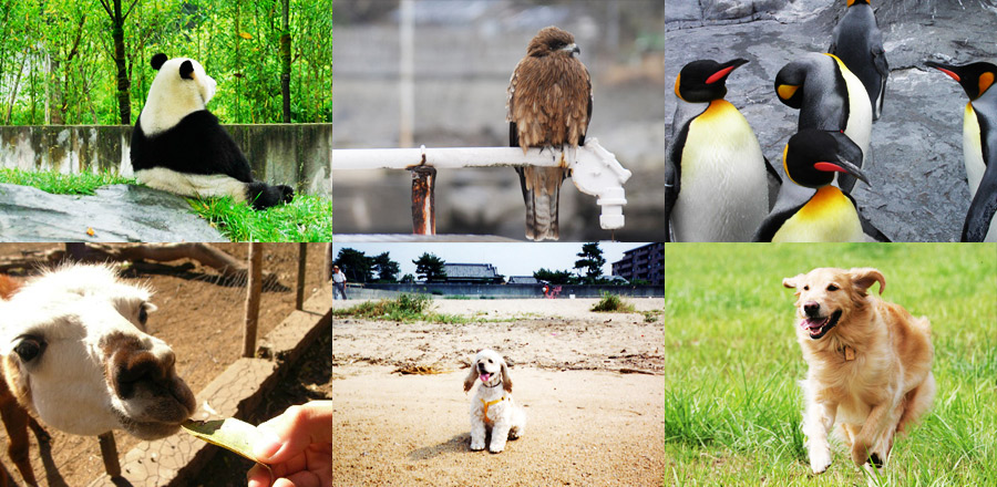 犬や鷹、ペンギンやパンダ、キリンといったペットの画像